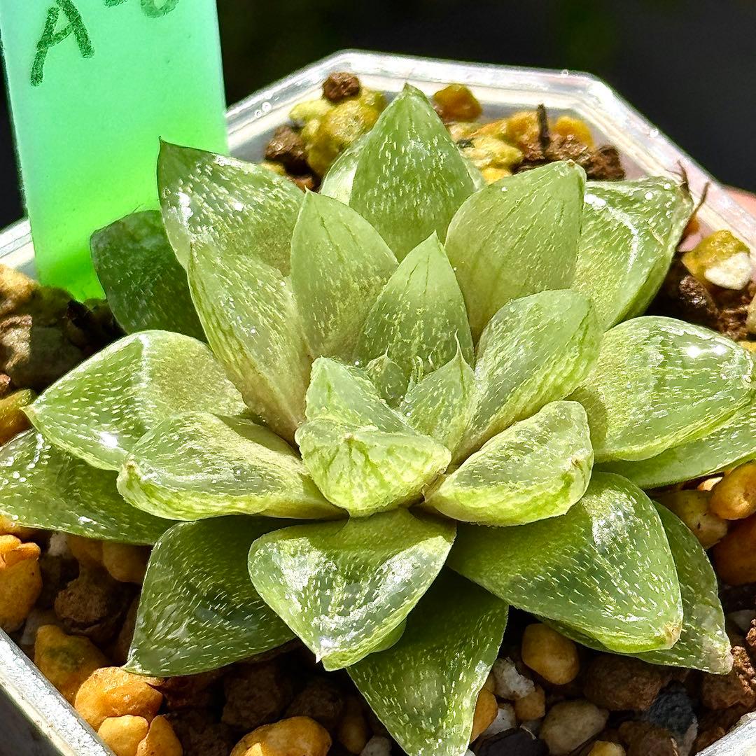 雪花コンプト　超美株　ハオルチア　観葉植物　A8 — image 2