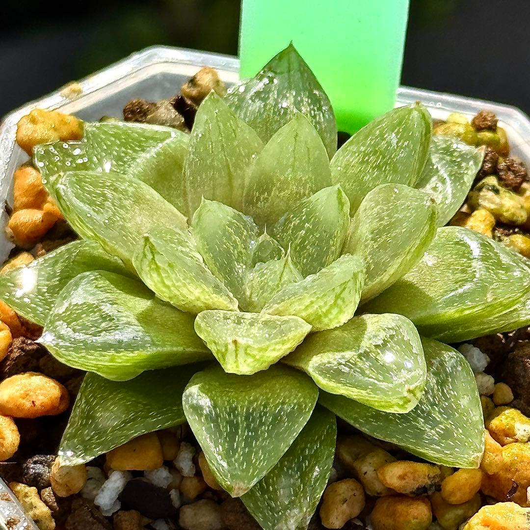 雪花コンプト　超美株　ハオルチア　観葉植物　A8 — image 3