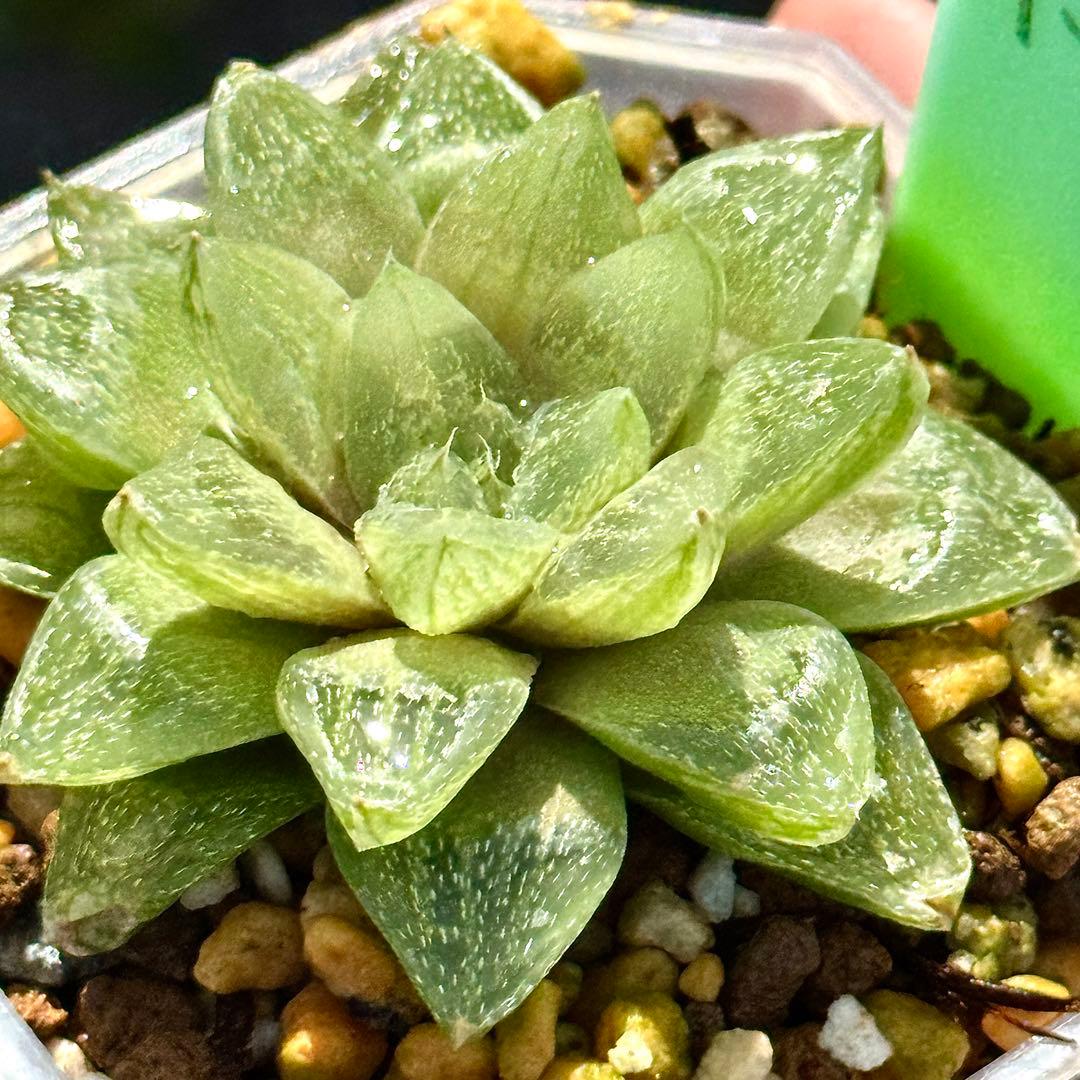 雪花コンプト　超美株　ハオルチア　観葉植物　A8 — image 4