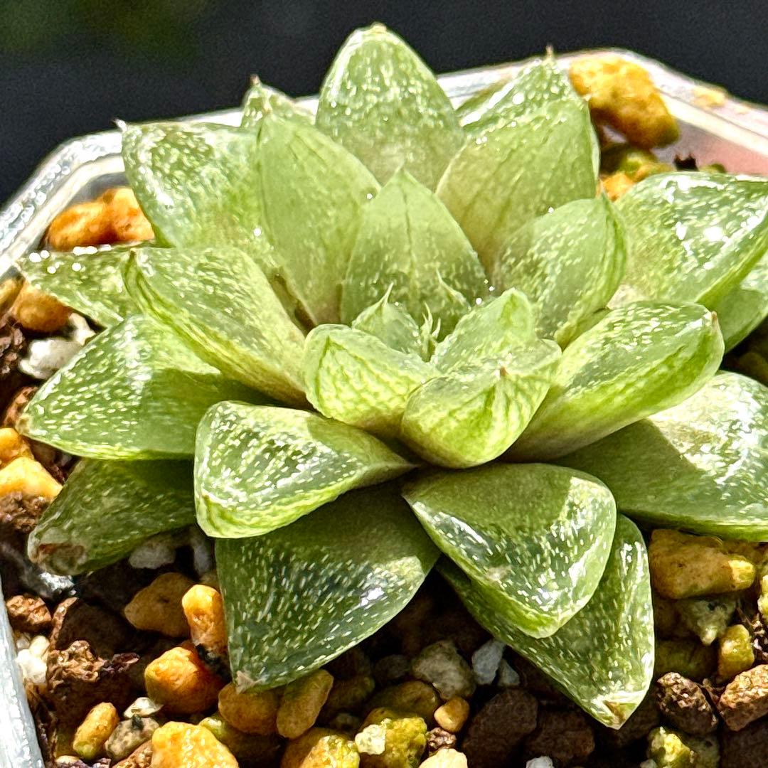 雪花コンプト　超美株　ハオルチア　観葉植物　A8 — image 5