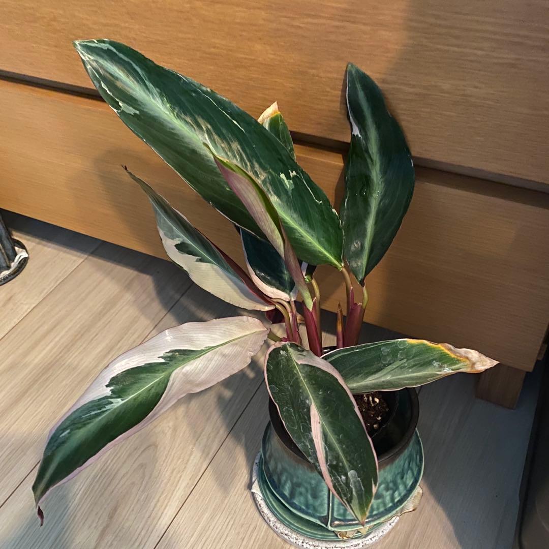 早い者勝ち‼️【❤️人気観葉植物❤️】カラテアストロマンテ・トリオスター　抜き苗 — image 2