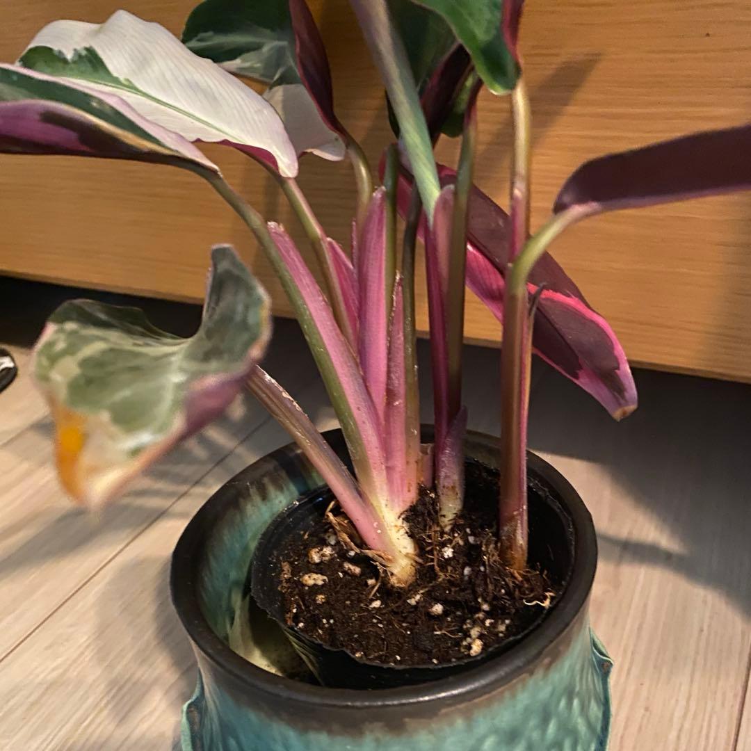 早い者勝ち‼️【❤️人気観葉植物❤️】カラテアストロマンテ・トリオスター　抜き苗 — image 3