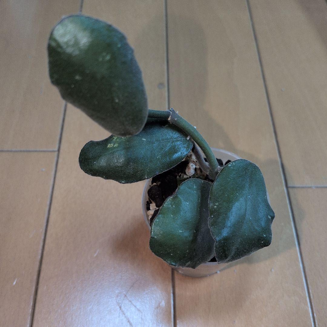 Hoya waymaniae — image 2