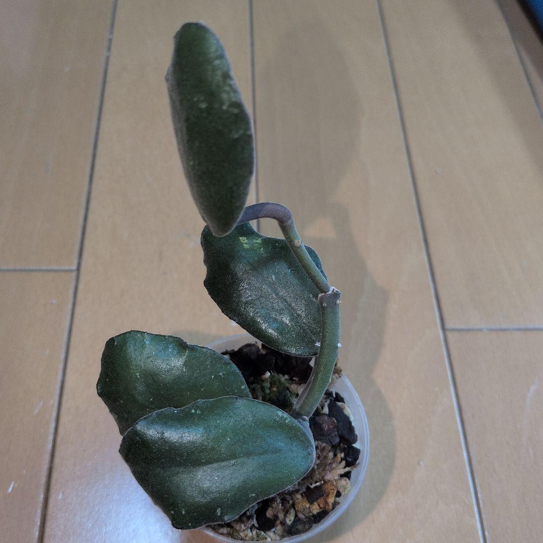 Hoya waymaniae — image 3