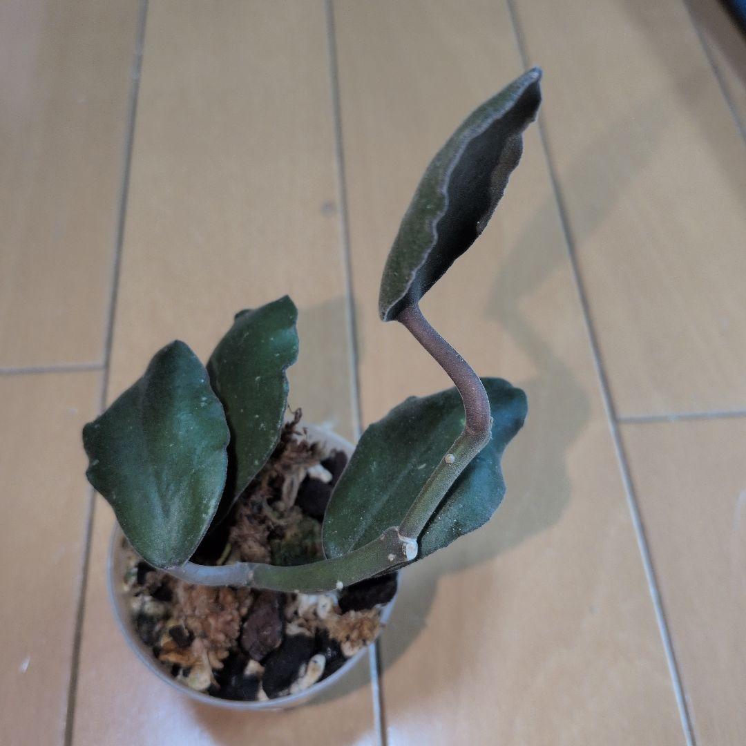 Hoya waymaniae — image 4