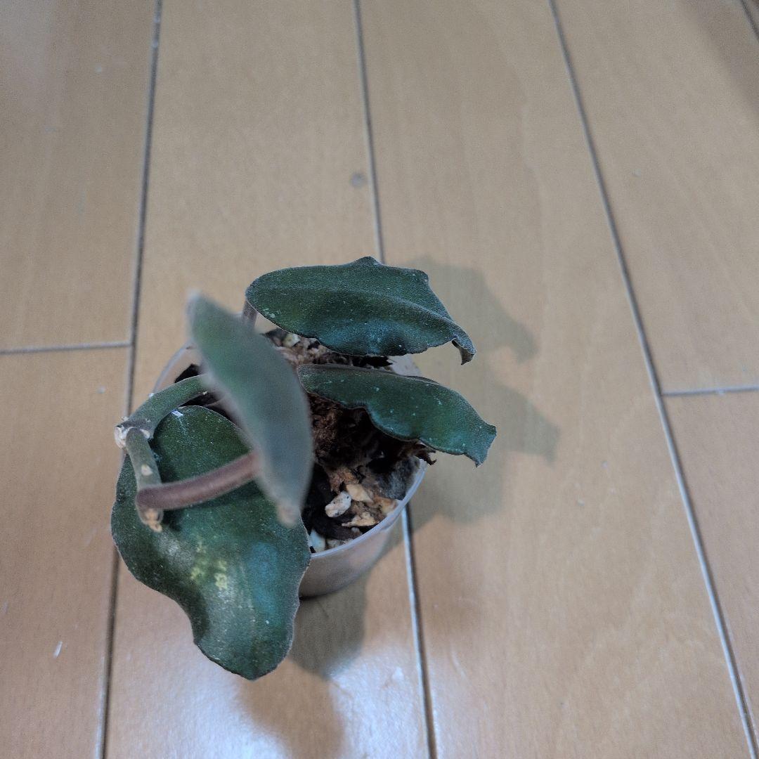 Hoya waymaniae — image 5