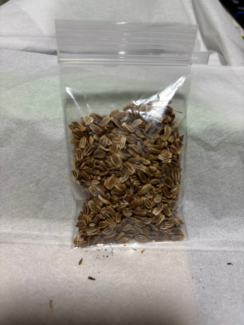 長命草の種　100粒以上 — image 2