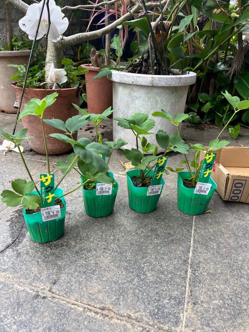 長命草の種　100粒以上 — image 3
