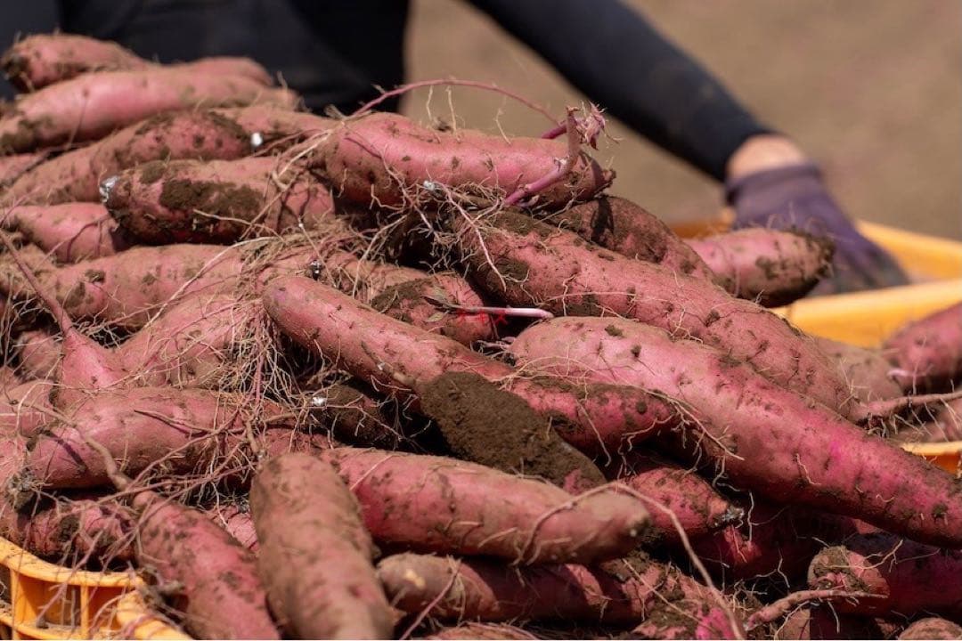 茨城県産　熟成紅はるかMサイズ5kg箱込み さつまいも. 112 — image 2