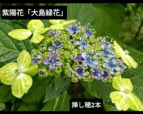 windysong様 リクエスト 2点 まとめ商品 — image 2