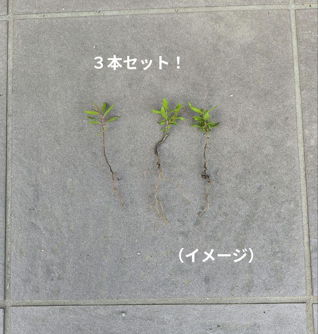 ザクロの苗（小）全長10cm程度　3本 — image 2