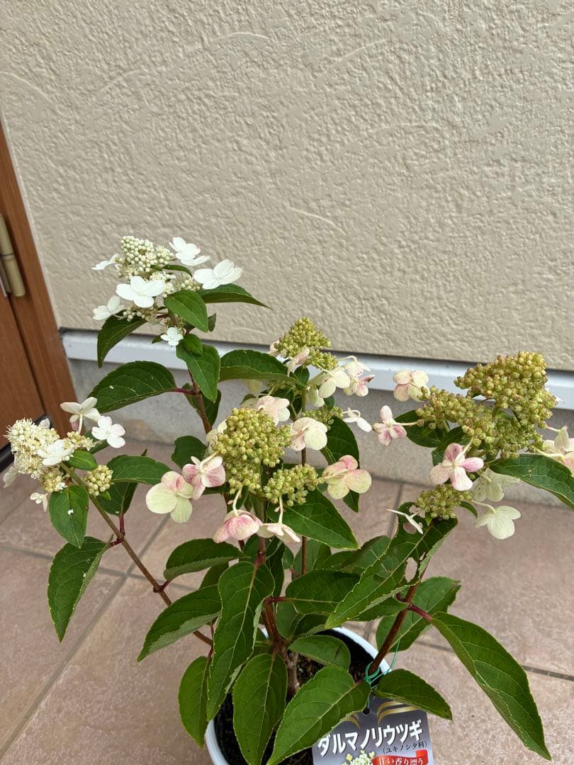 ダルマノリウツギ 鉢植え — image 4