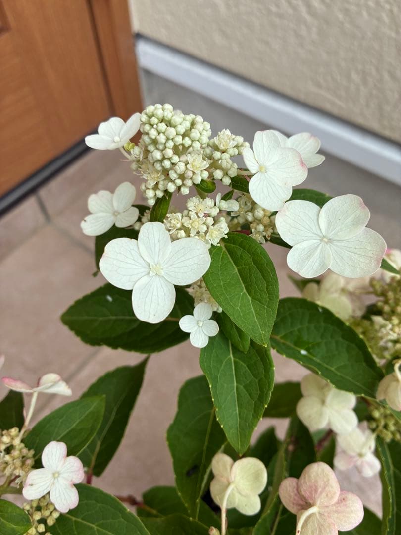 ダルマノリウツギ 鉢植え — image 5