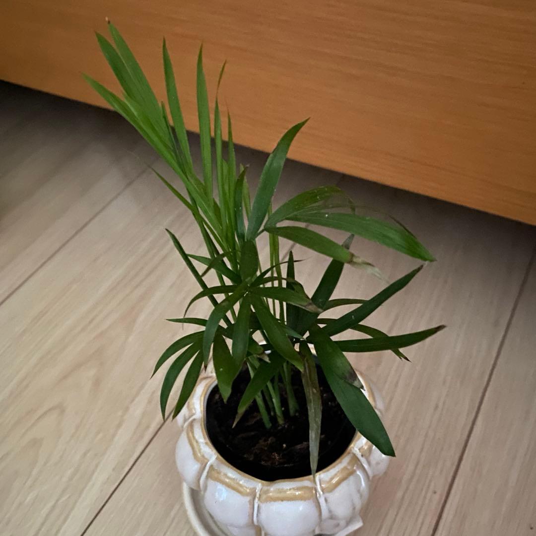 早い者勝ち‼️【❤️人気観葉植物❤️】テーブルヤシ　ポットごと発送させて頂きます‼️ — image 2