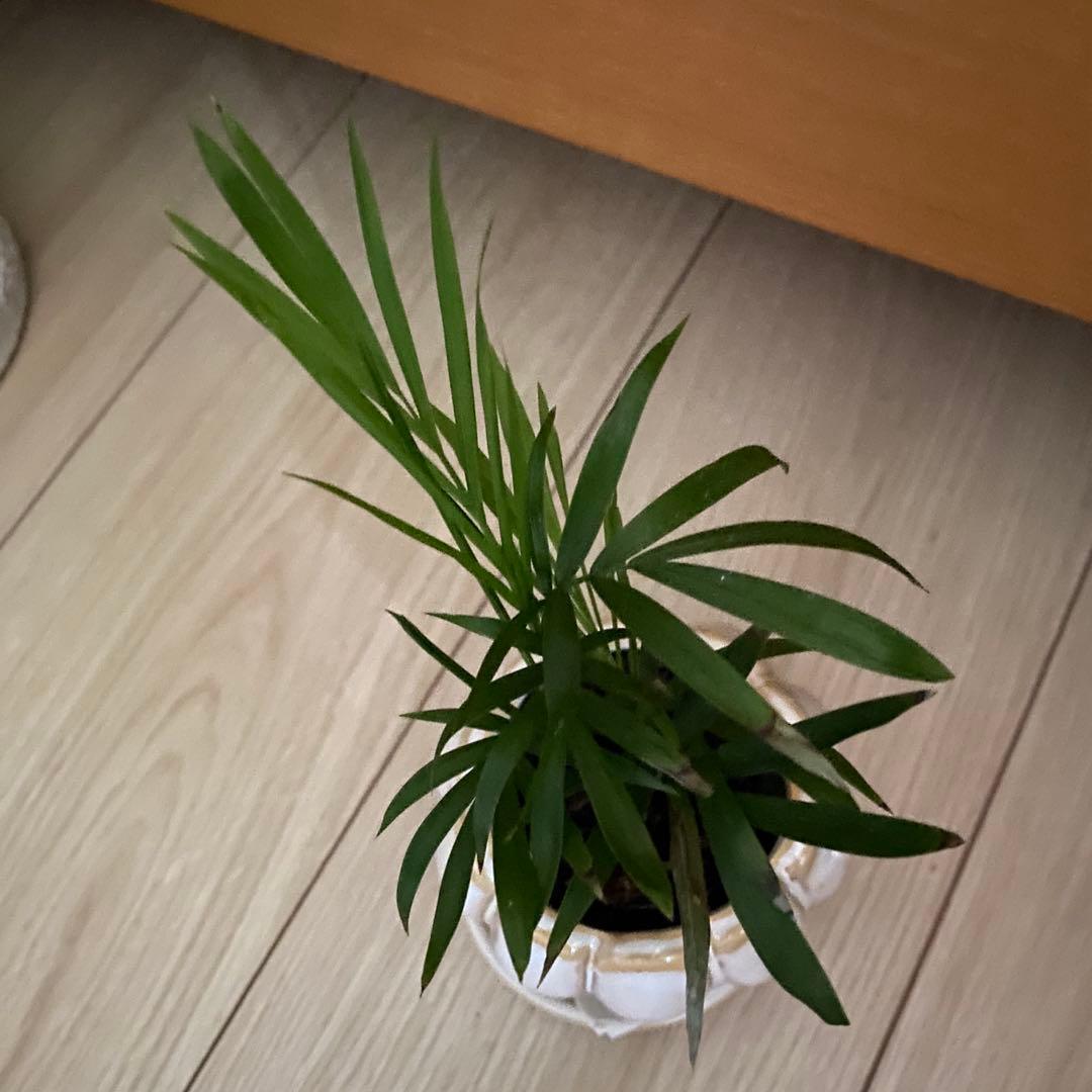 早い者勝ち‼️【❤️人気観葉植物❤️】テーブルヤシ　ポットごと発送させて頂きます‼️ — image 3
