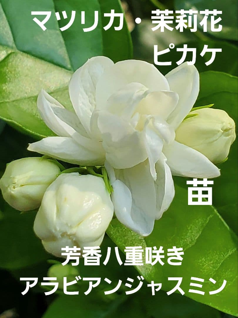 Flora様 リクエスト 3点 まとめ商品 — image 2