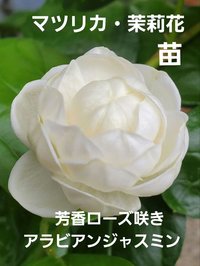 Flora様 リクエスト 3点 まとめ商品 — image 3
