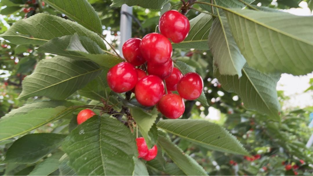 【2L,3L】ギフト用紅秀峰700g — image 3