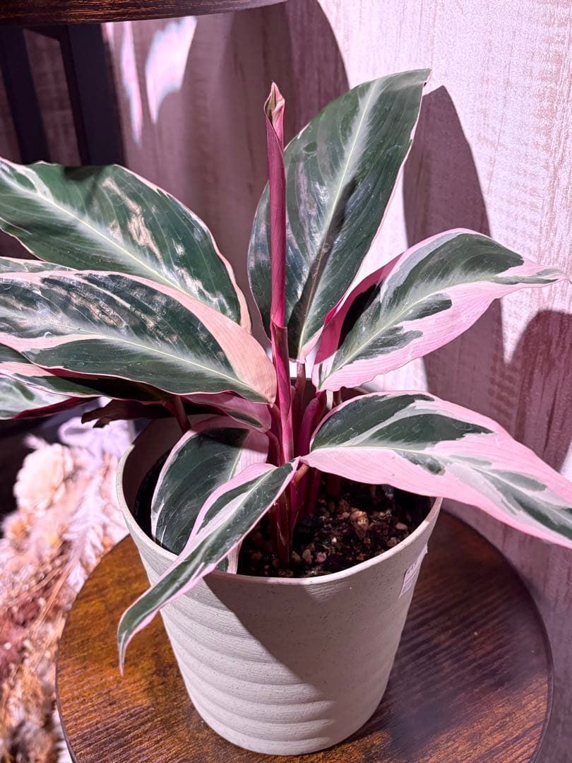 観葉植物　ストロマンテトリオスター — image 2