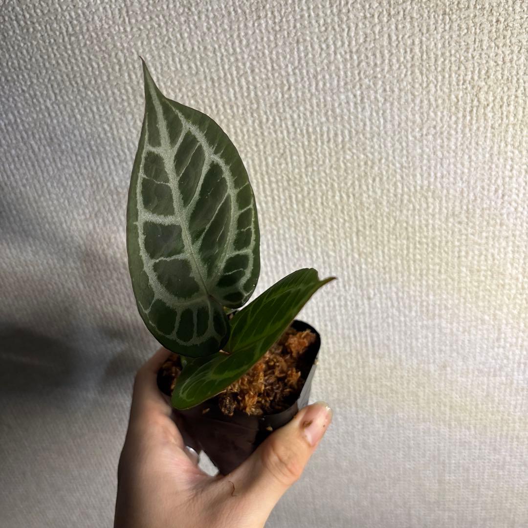 Anthurium Angel’s Dream × RC（rift vein） — image 2
