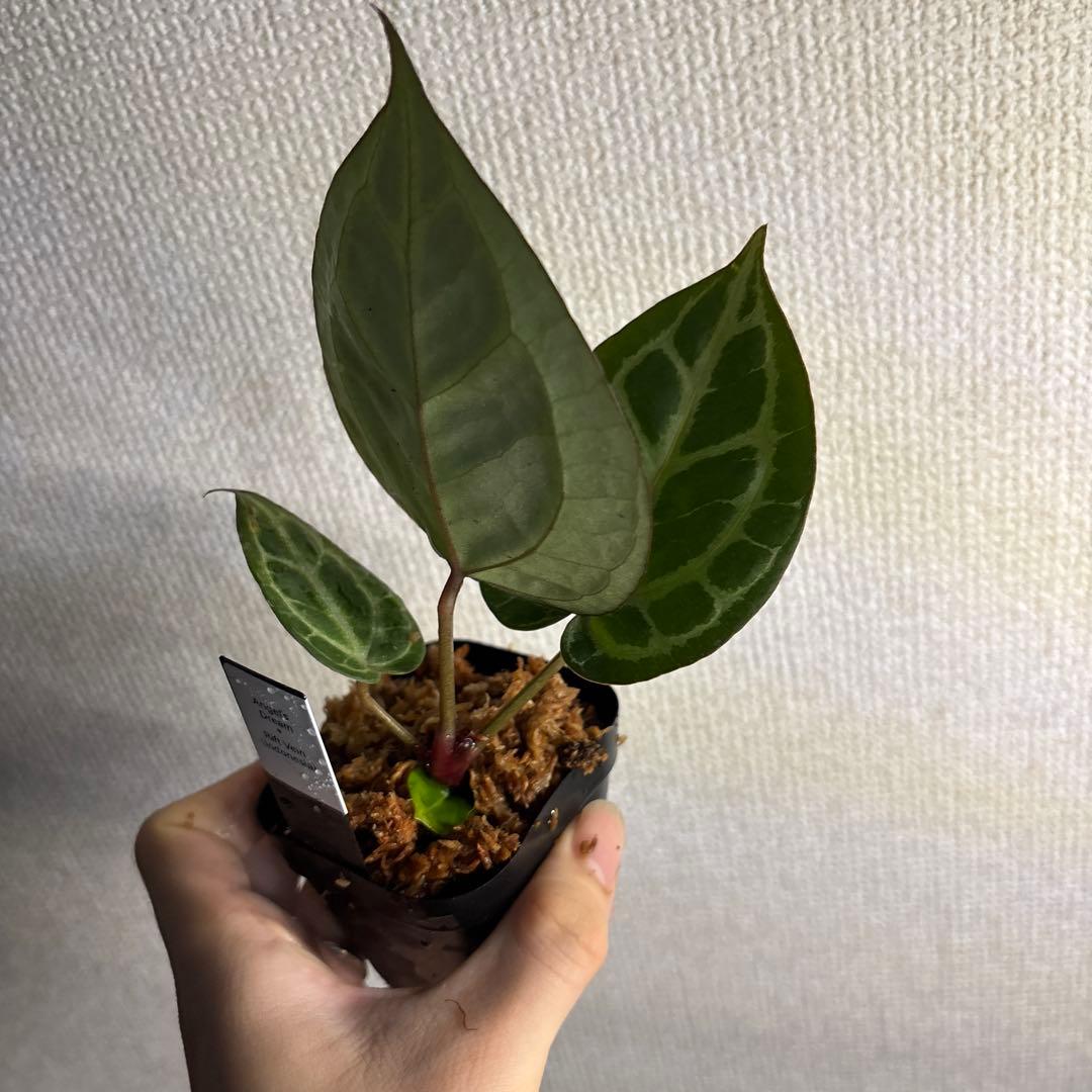 Anthurium Angel’s Dream × RC（rift vein） — image 3