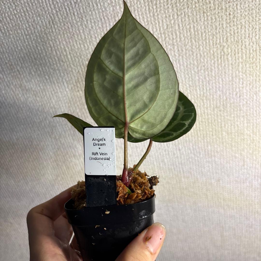 Anthurium Angel’s Dream × RC（rift vein） — image 4