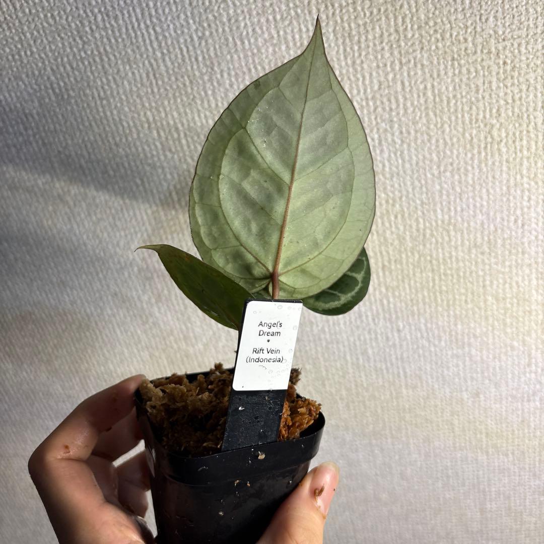 Anthurium Angel’s Dream × RC（rift vein） — image 5