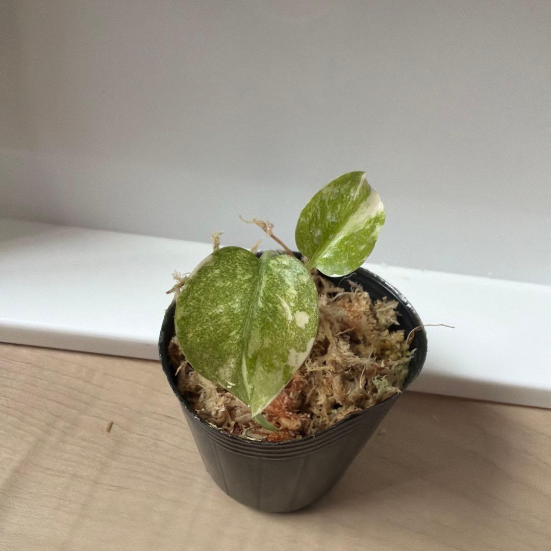 モンステラ デリシオーサ レガシー　斑入り — image 3