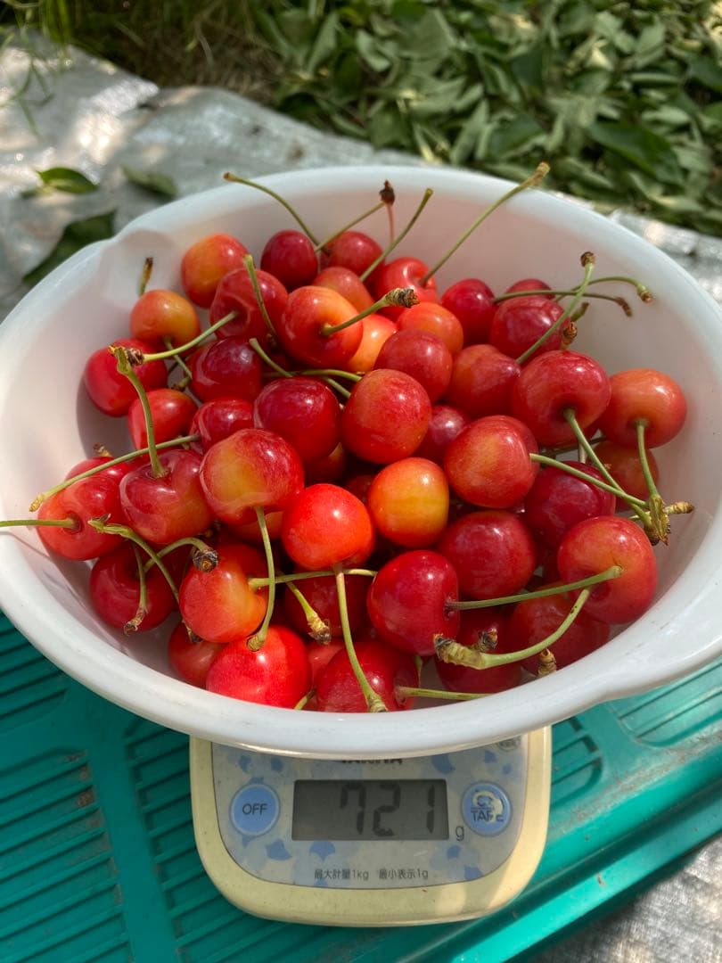 山形県産さくらんぼ　700g 紅秀峰 — image 2
