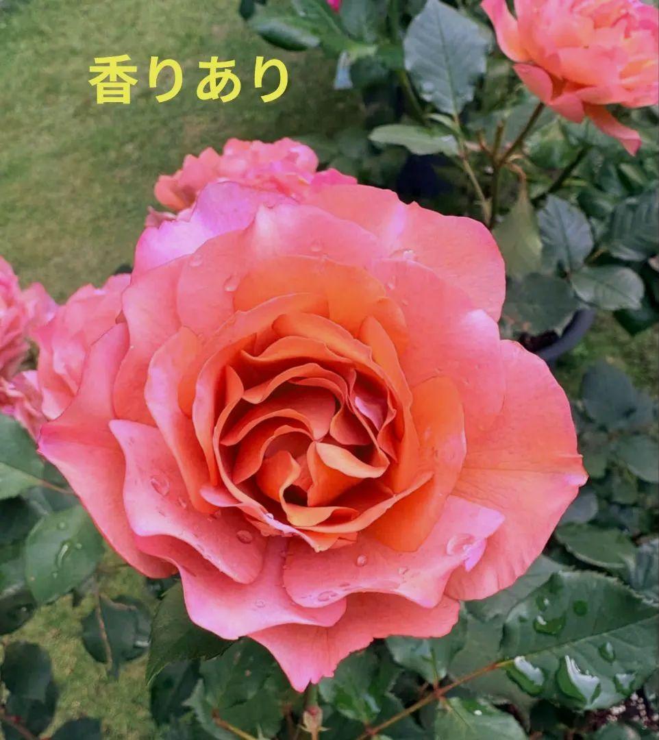 user_c3437cf5様 リクエスト 2点 まとめ商品 — image 2