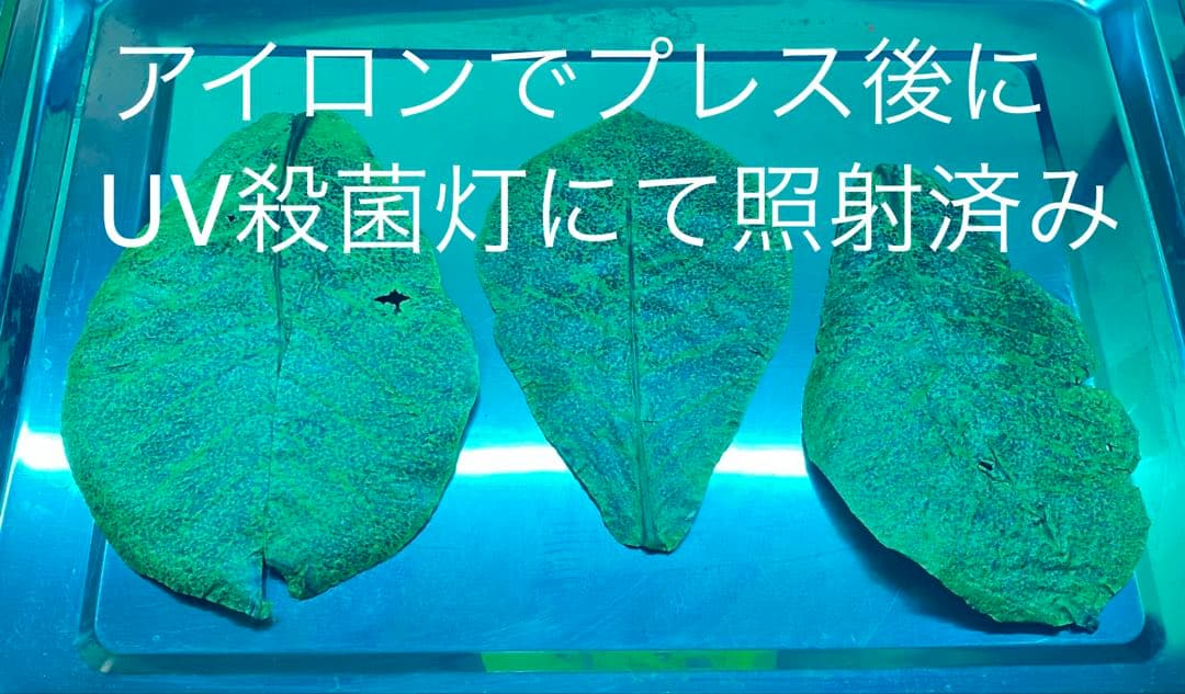 沖縄県やんばる産マジックリーフ 60g 20〜25枚入 UV殺菌灯照射済み⑤ — image 2