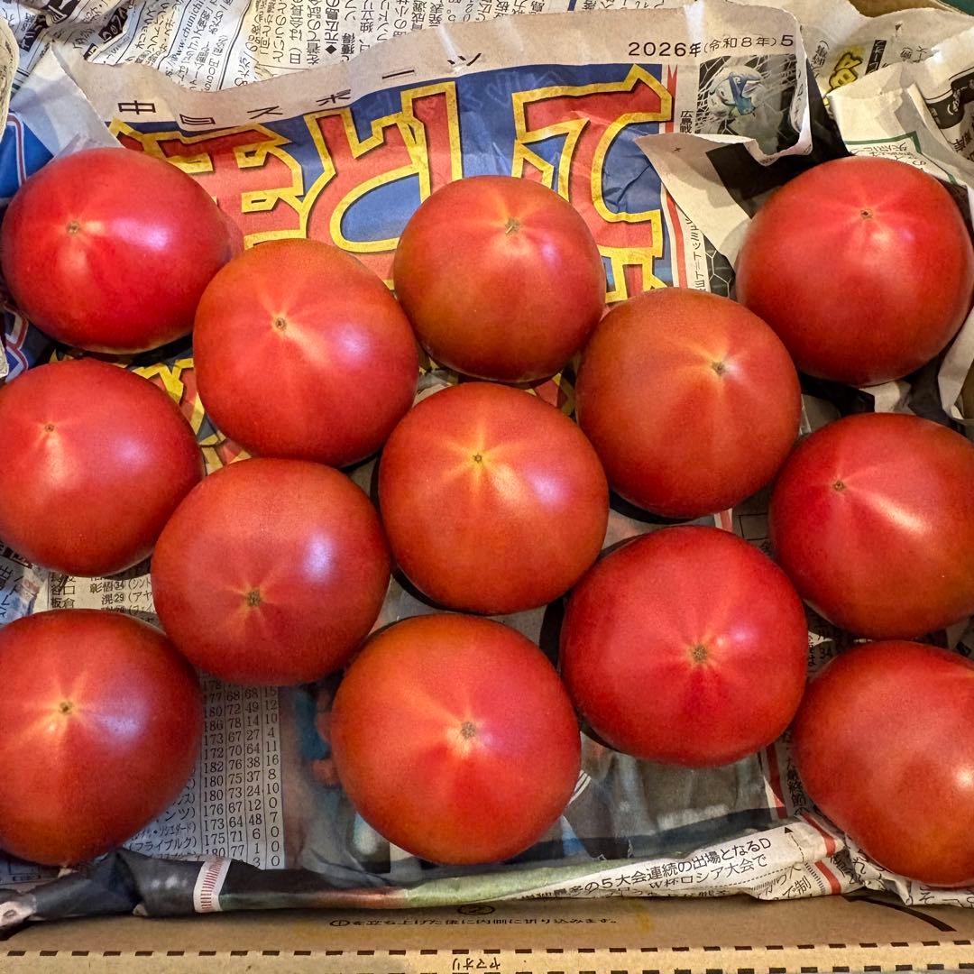 フルーツトマト　アメーラトマト　約1kg 静岡県産　甘い　高糖度　高級 — image 3