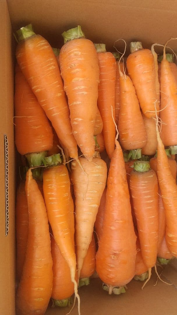 自然栽培の人参2kg、固定種 — image 2