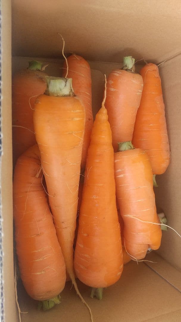 自然栽培の人参2kg、固定種 — image 3