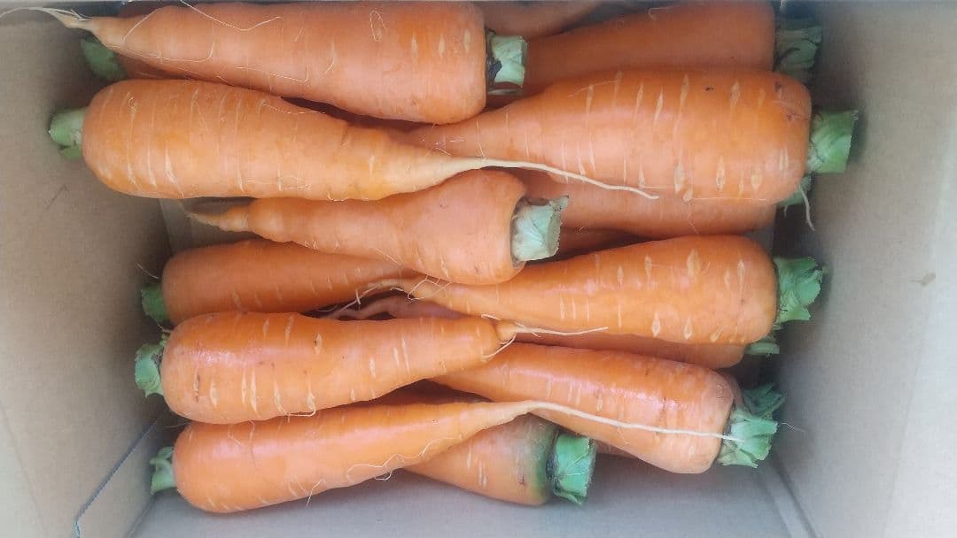自然栽培の人参2kg、固定種 — image 4