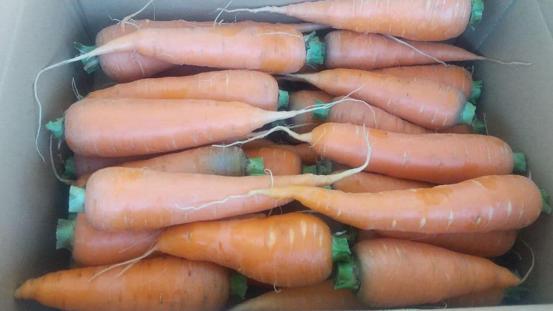 自然栽培の人参2kg、固定種 — image 5