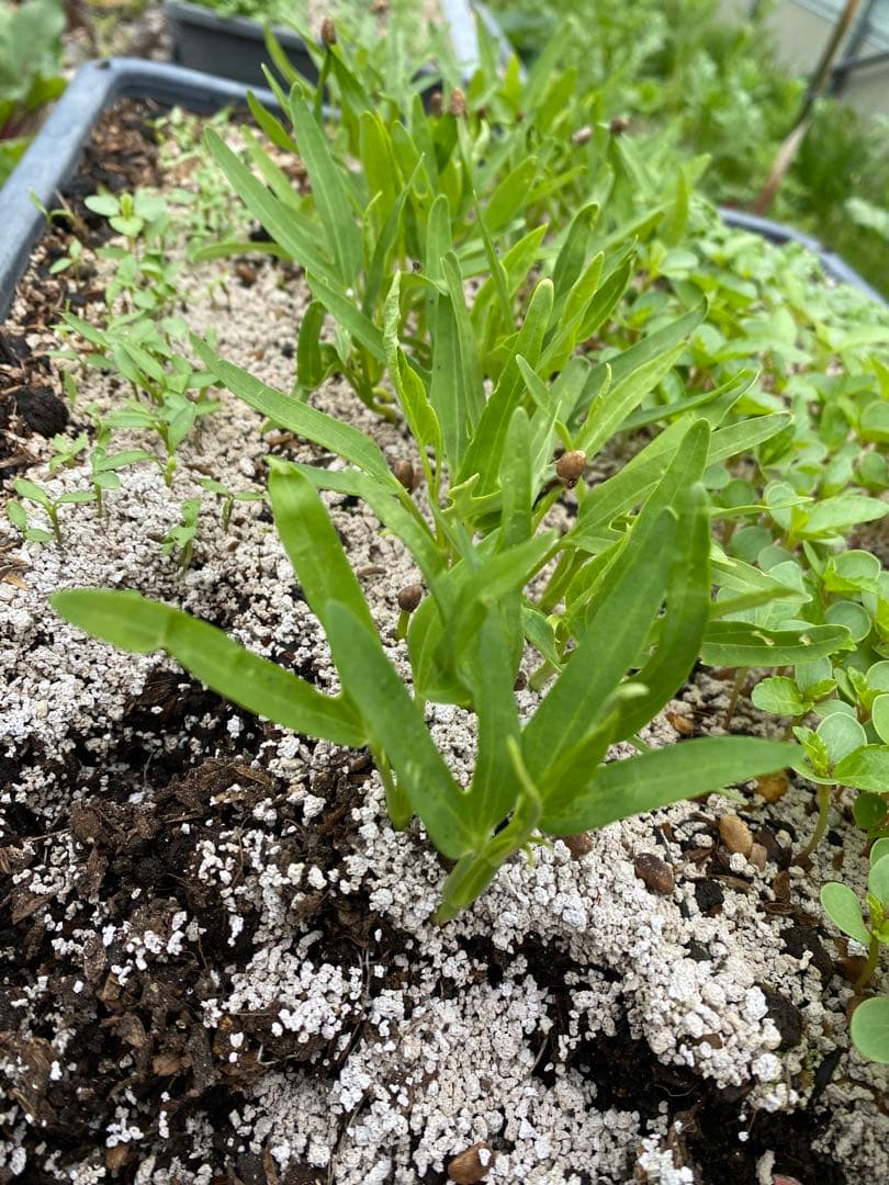 【10株以上】夏野菜の定番！空芯菜苗 ポットごと発送 匿名配送 — image 2