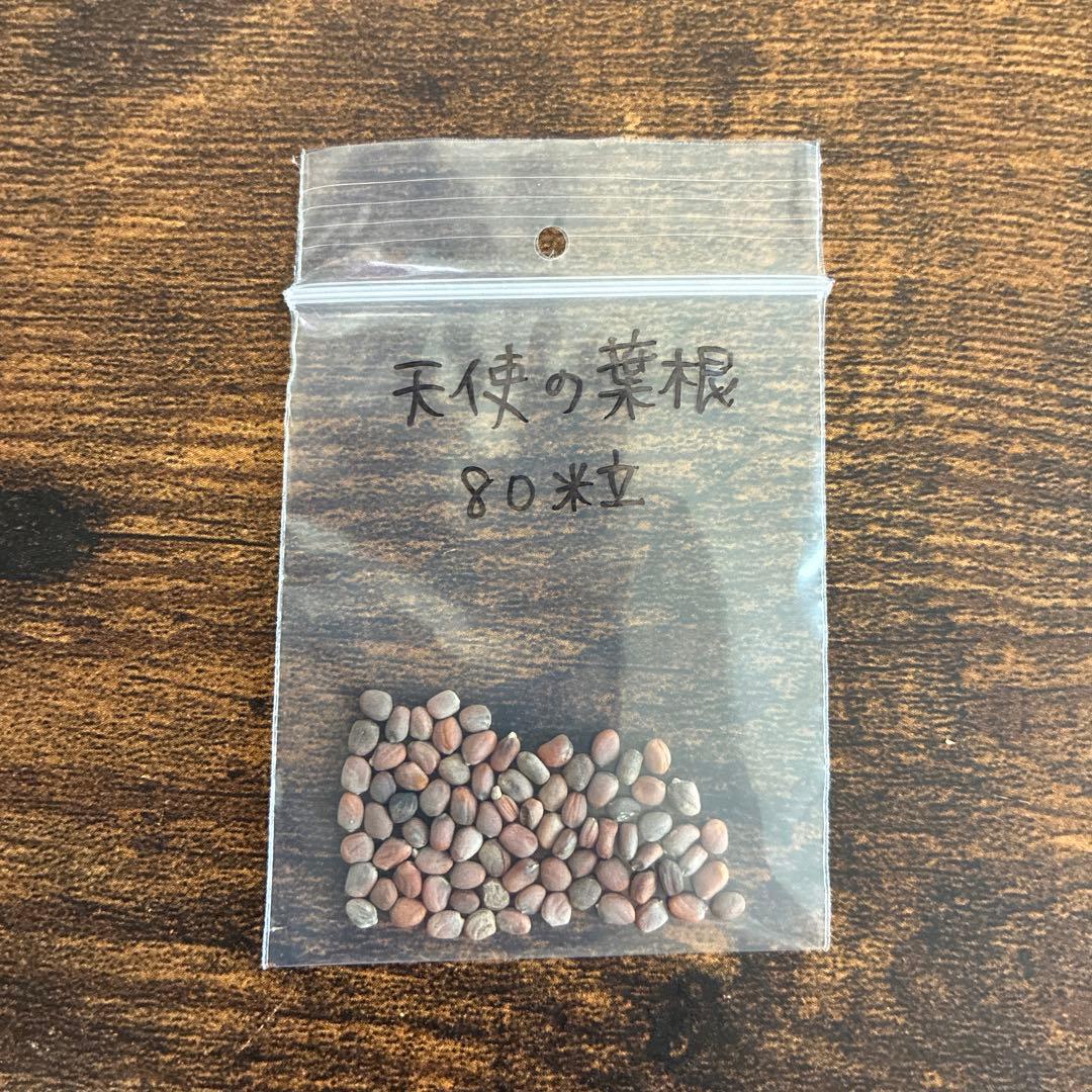 天使の葉根 80粒 ミニ大根の種 野菜の種 — image 3