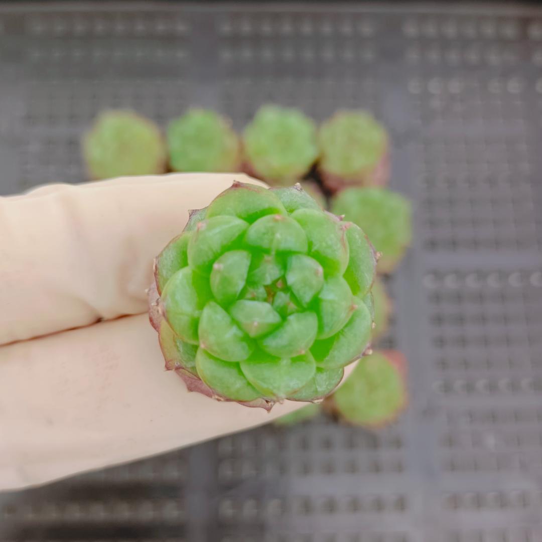多肉植物 20個 2026-0623-MLJP-038 クィーンHyb — image 2