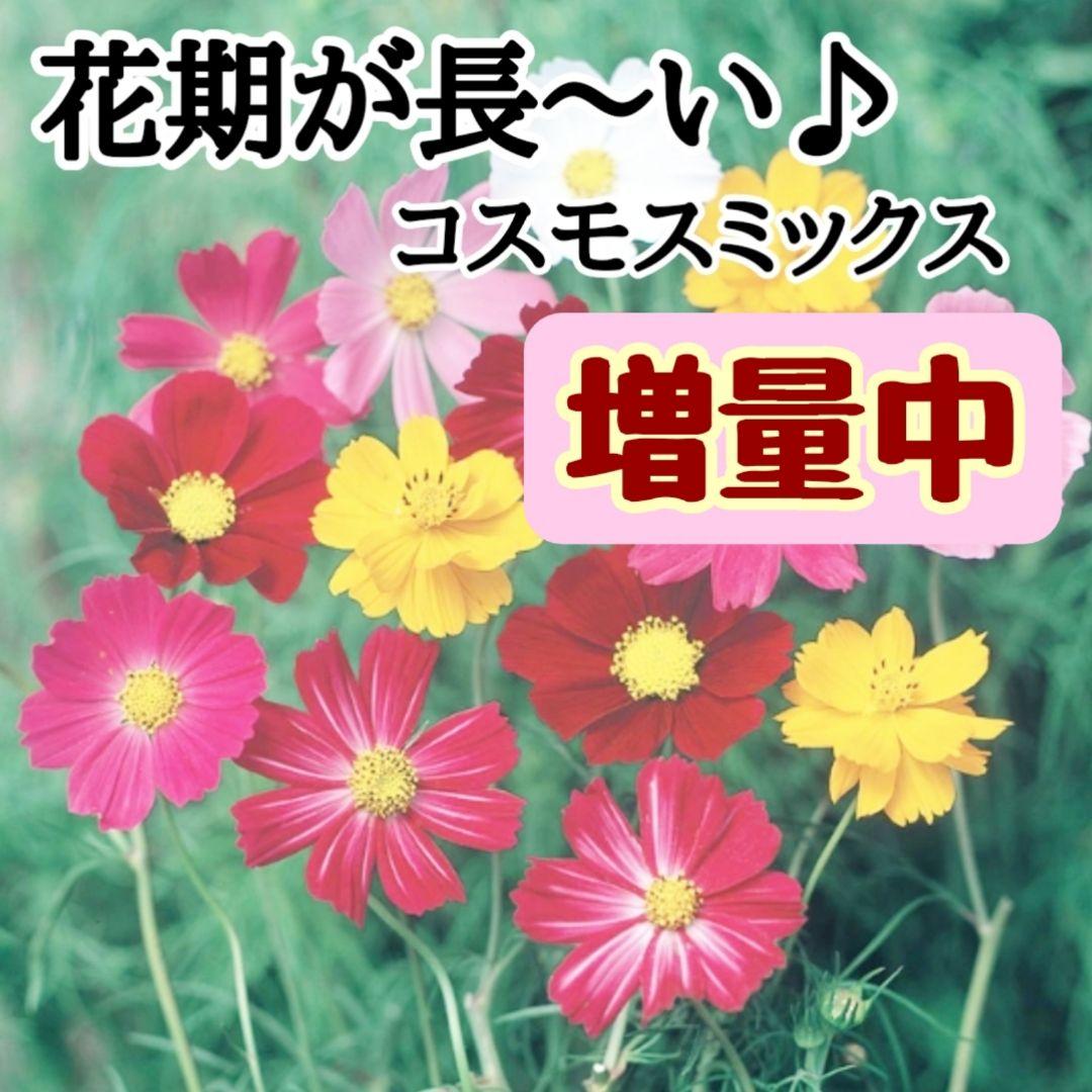 6/21　Uo^ェ^oU様 リクエスト 2点 まとめ商品 — image 2