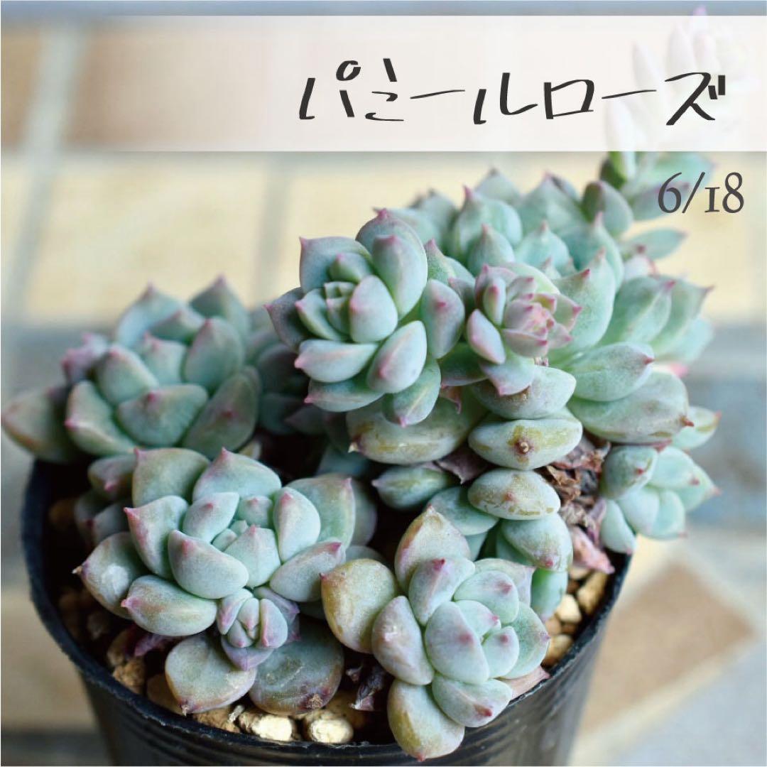 SHOCOCO様 リクエスト 6点 まとめ商品 — image 4