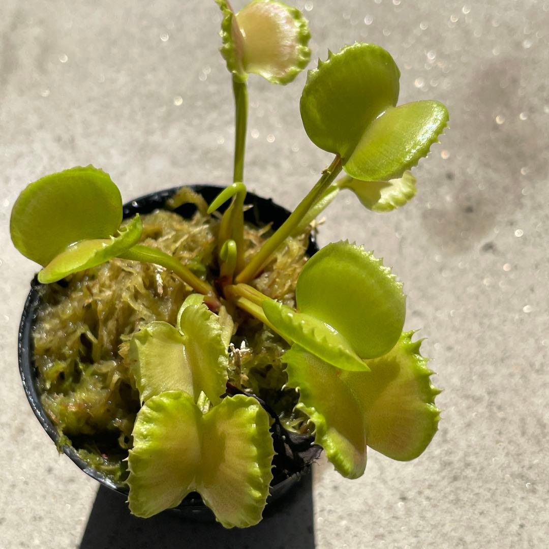 D5ワーウルフ系実生werewolf seedingハエトリソウ 食虫植物鉢ごと — image 2
