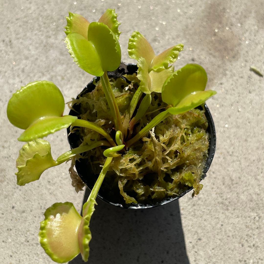 D5ワーウルフ系実生werewolf seedingハエトリソウ 食虫植物鉢ごと — image 3