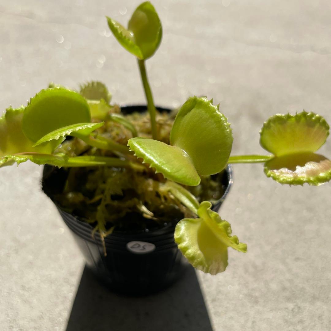 D5ワーウルフ系実生werewolf seedingハエトリソウ 食虫植物鉢ごと — image 4