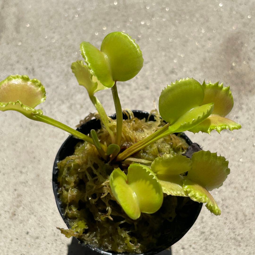 D5ワーウルフ系実生werewolf seedingハエトリソウ 食虫植物鉢ごと — image 5