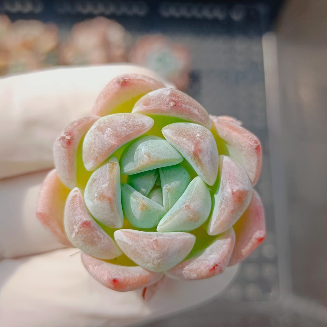 多肉植物 20個 2026-0616-MLJP-030 ホータンジェイド — image 2