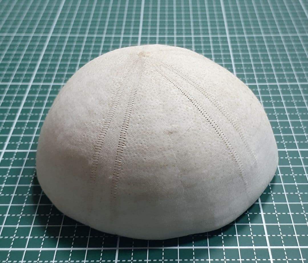 ふっくらした特徴的なウニ ウニ殻標本(Conolampas diomedeae) — image 3