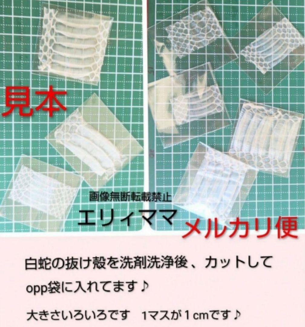 白蛇抜け殻　　蛇の抜け殻　大きさいろいろ袋入　２０枚 — image 2