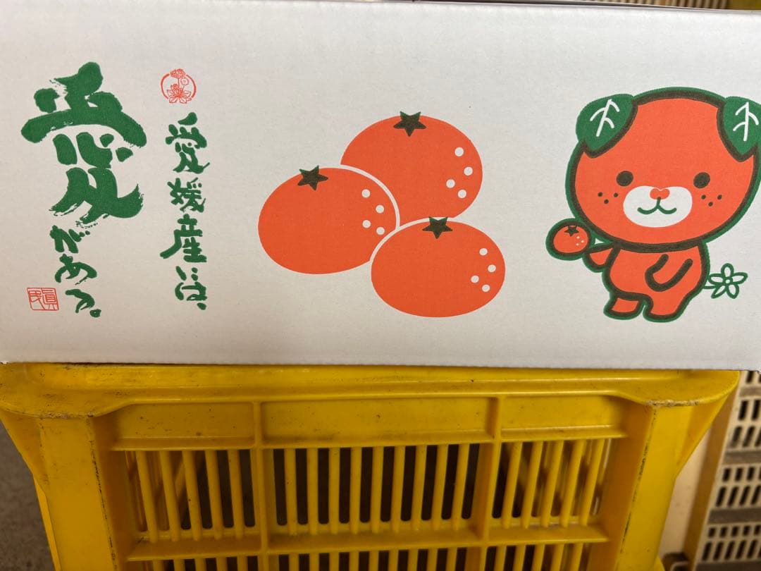 ■【味に自信あり】■3k箱■愛媛の不知火■家庭用■除草剤使用無 万田酵素散布■ — image 2
