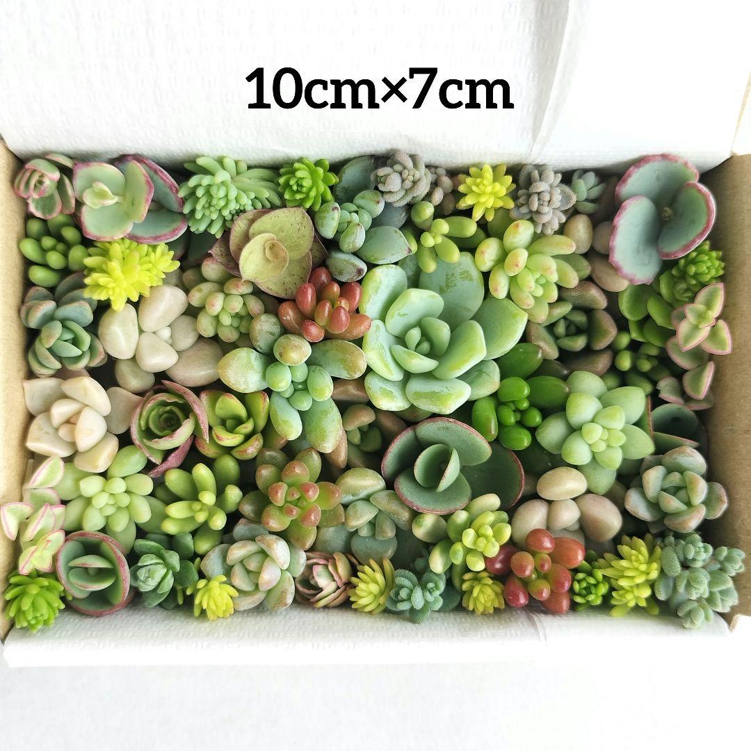多肉植物　カット苗　25種類以上詰め合わせ　小箱セット　メルカリ便 — image 2